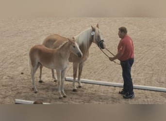 Haflinger / Avelignese, Stallone, 1 Anno, 152 cm