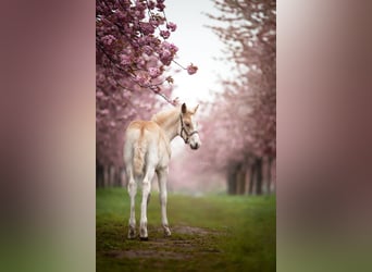 Haflinger / Avelignese, Stallone, 1 Anno, 152 cm