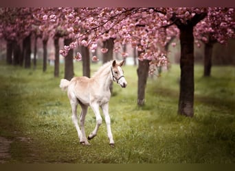 Haflinger / Avelignese, Stallone, 1 Anno, 152 cm