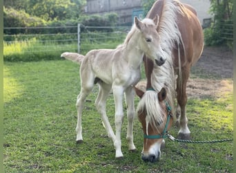 Haflinger / Avelignese, Stallone, 1 Anno, 154 cm