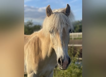 Haflinger / Avelignese, Stallone, 1 Anno, 155 cm