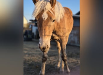 Haflinger / Avelignese, Stallone, 1 Anno, Sauro
