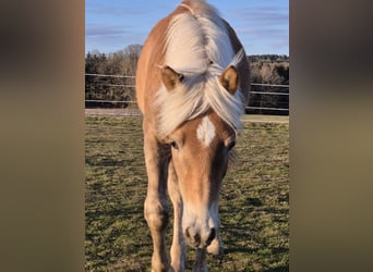 Haflinger / Avelignese, Stallone, 1 Anno, Sauro