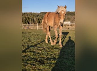 Haflinger / Avelignese, Stallone, 1 Anno, Sauro