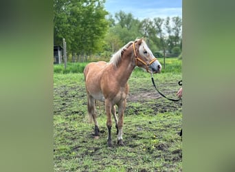 Haflinger / Avelignese, Stallone, 2 Anni, 136 cm, Sauro