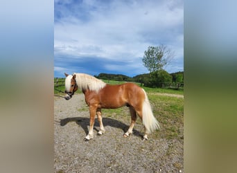 Haflinger / Avelignese, Stallone, 2 Anni, 146 cm, Sauro scuro