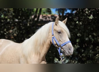 Haflinger / Avelignese Mix, Stallone, 2 Anni, 147 cm, Palomino