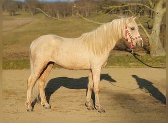 Haflinger / Avelignese Mix, Stallone, 2 Anni, 147 cm, Palomino