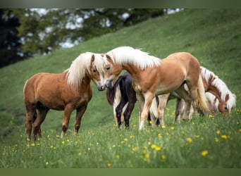 Haflinger / Avelignese, Stallone, 2 Anni, 148 cm