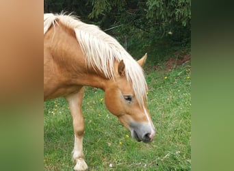 Haflinger / Avelignese, Stallone, 2 Anni, 148 cm