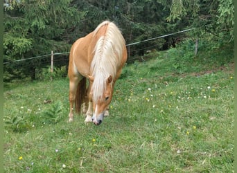 Haflinger / Avelignese, Stallone, 2 Anni, 148 cm