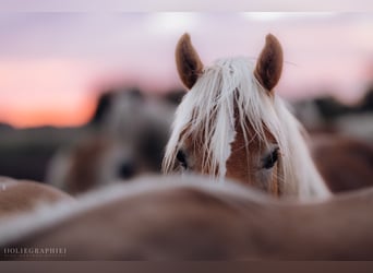 Haflinger / Avelignese, Stallone, 2 Anni, 149 cm