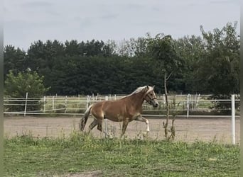 Haflinger / Avelignese, Stallone, 2 Anni, 149 cm