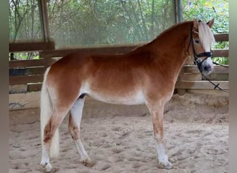 Haflinger / Avelignese, Stallone, 2 Anni, 150 cm, Sauro