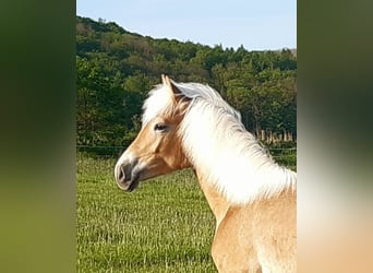 Haflinger / Avelignese, Stallone, 2 Anni, 150 cm, Sauro