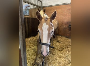 Haflinger / Avelignese, Stallone, 2 Anni, 152 cm