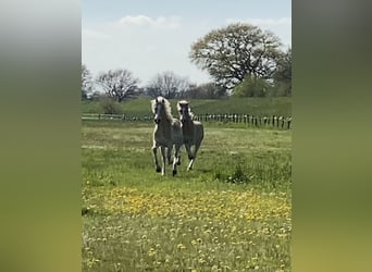 Haflinger / Avelignese, Stallone, 2 Anni, 152 cm, Sauro