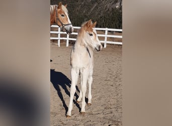 Haflinger / Avelignese, Stallone, 2 Anni, 152 cm, Sauro