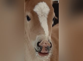 Haflinger / Avelignese, Stallone, 2 Anni, 152 cm, Sauro