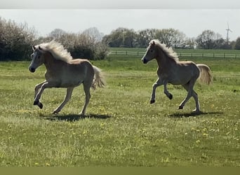 Haflinger / Avelignese, Stallone, 2 Anni, 152 cm, Sauro