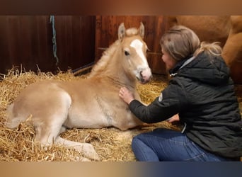 Haflinger / Avelignese, Stallone, 2 Anni, 152 cm, Sauro