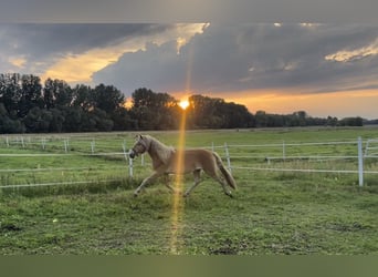 Haflinger / Avelignese, Stallone, 2 Anni, 153 cm