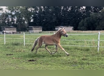 Haflinger / Avelignese, Stallone, 2 Anni, 153 cm
