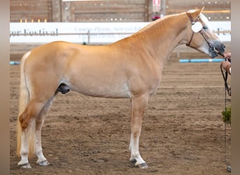 Haflinger / Avelignese, Stallone, 3 Anni, 150 cm, Sauro