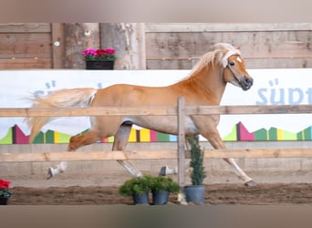 Haflinger / Avelignese, Stallone, 3 Anni, 150 cm, Sauro