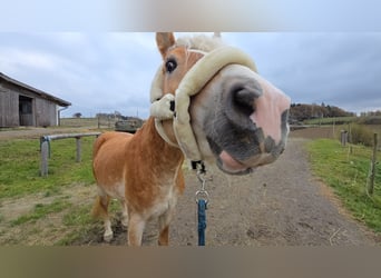 Haflinger / Avelignese, Stallone, 3 Anni, 153 cm, Sauro