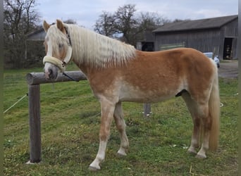 Haflinger / Avelignese, Stallone, 3 Anni, 153 cm, Sauro