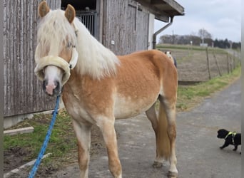 Haflinger / Avelignese, Stallone, 3 Anni, 153 cm, Sauro