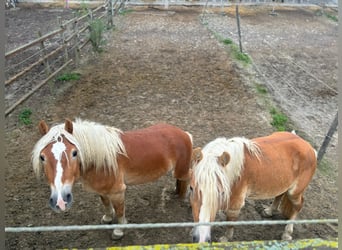 Haflinger / Avelignese, Stallone, 3 Anni, 155 cm, Sauro