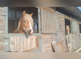 Haflinger / Avelignese, Stallone, 3 Anni, 155 cm, Sauro