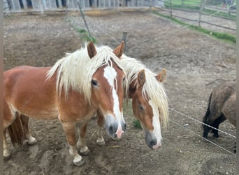 Haflinger / Avelignese, Stallone, 3 Anni, 155 cm, Sauro