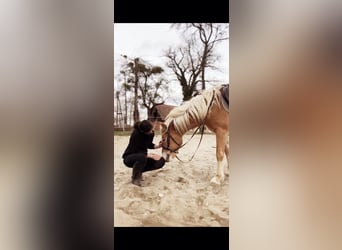 Haflinger / Avelignese, Stallone, 3 Anni