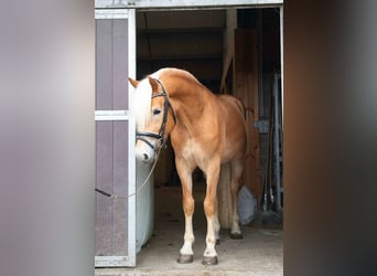 Haflinger / Avelignese, Stallone, 4 Anni, 150 cm