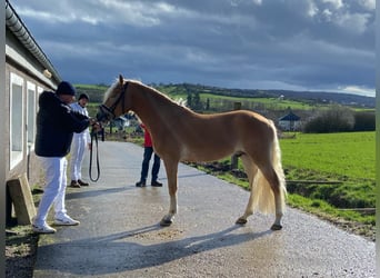 Haflinger / Avelignese, Stallone, 4 Anni, 150 cm