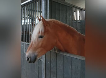 Haflinger / Avelignese, Stallone, 4 Anni, 150 cm