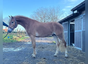 Haflinger / Avelignese, Stallone, 4 Anni, 150 cm