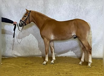 Haflinger / Avelignese, Stallone, 4 Anni, 150 cm