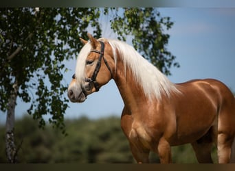 Haflinger / Avelignese, Stallone, 5 Anni, 149 cm, Sauro