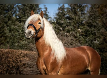 Haflinger / Avelignese, Stallone, 5 Anni, 150 cm, Palomino