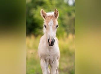 Haflinger / Avelignese, Stallone, Puledri
 (05/2023), 149 cm