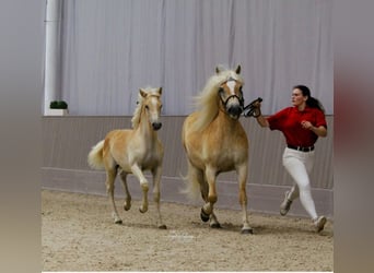 Haflinger / Avelignese, Stallone, Puledri
 (03/2023), 150 cm, Falbo