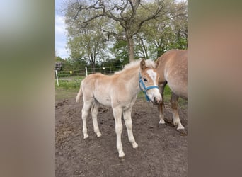 Haflinger / Avelignese, Stallone, Puledri
 (03/2024), 150 cm, Sauro