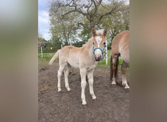 Haflinger / Avelignese, Stallone, Puledri
 (03/2024), 150 cm, Sauro