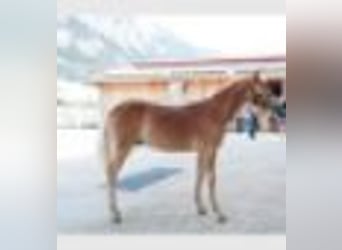 Haflinger / Avelignese, Stallone, Puledri (01/2024), 150 cm, Sauro