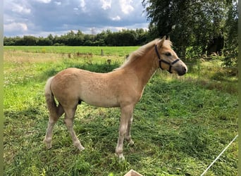 Haflinger / Avelignese, Stallone, Puledri
 (03/2023), 150 cm, Sauro