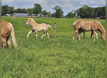 Haflinger / Avelignese, Stallone, Puledri
 (02/2024), 150 cm, Sauro